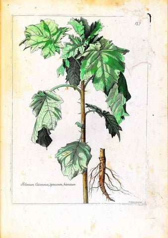 Reproducción/Reproduction 48584201341: [Recueil des plantes dessinées et gravées par ordre du roi Louis XIV].. Paris :Impr. royale,1786. 