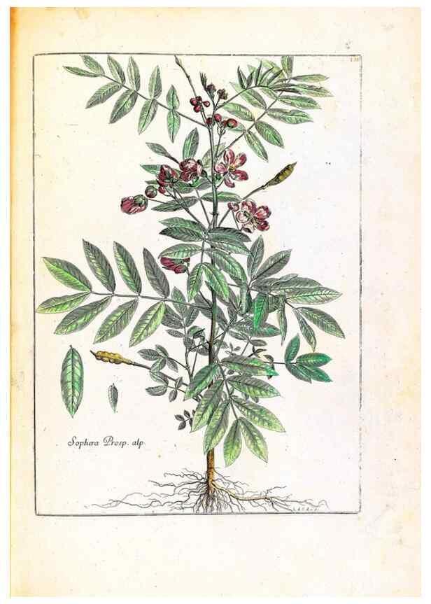 Reproducción/Reproduction 48584201846: [Recueil des plantes dessinées et gravées par ordre du roi Louis XIV].. Paris :Impr. royale,1786. 
