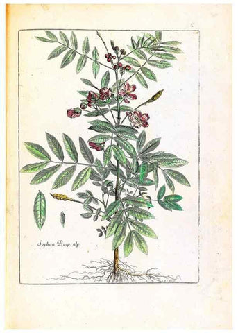 Reproducción/Reproduction 48584201846: [Recueil des plantes dessinées et gravées par ordre du roi Louis XIV].. Paris :Impr. royale,1786. 