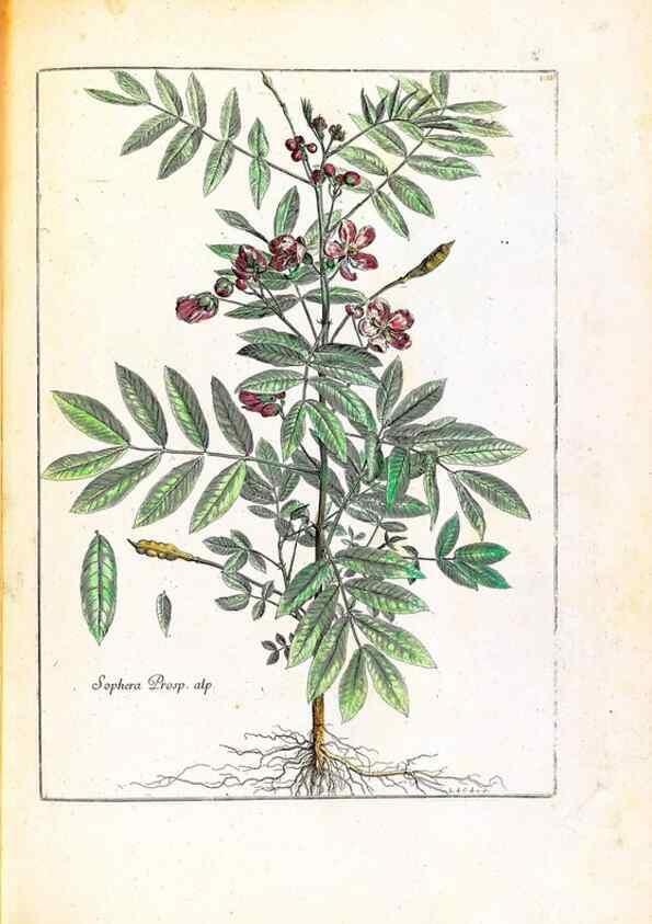 Reproducción/Reproduction 48584201846: [Recueil des plantes dessinées et gravées par ordre du roi Louis XIV].. Paris :Impr. royale,1786. 