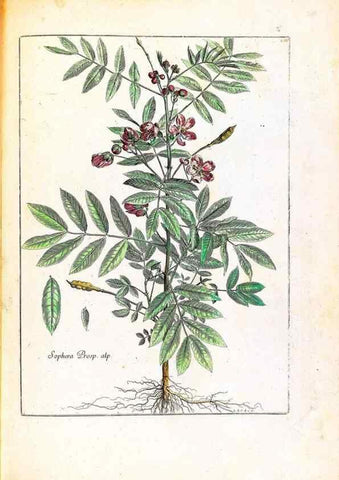 Reproducción/Reproduction 48584201846: [Recueil des plantes dessinées et gravées par ordre du roi Louis XIV].. Paris :Impr. royale,1786. 