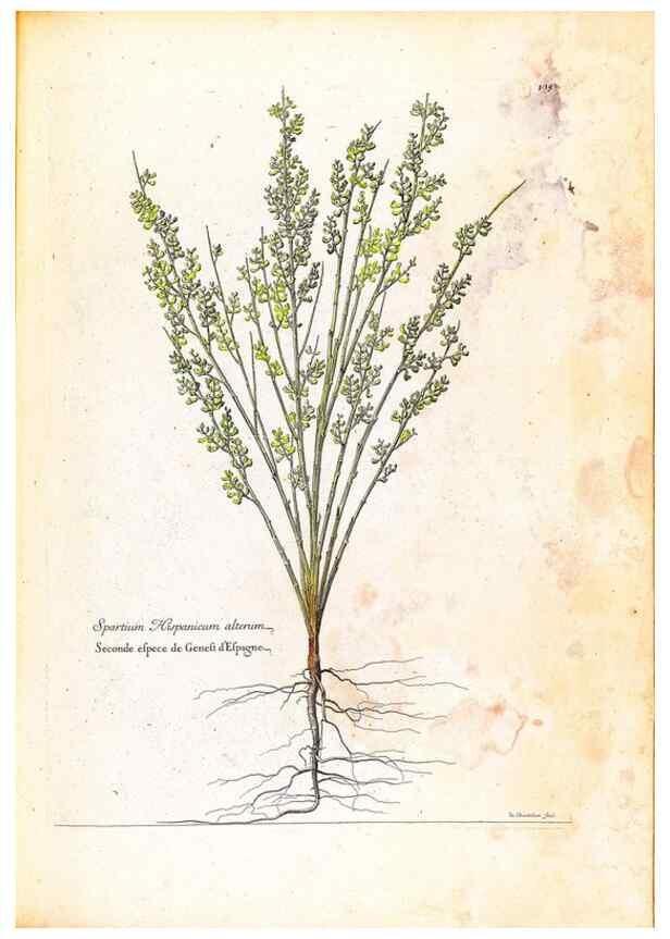 Reproducción/Reproduction 48584349727: [Recueil des plantes dessinées et gravées par ordre du roi Louis XIV].. Paris :Impr. royale,1786. 
