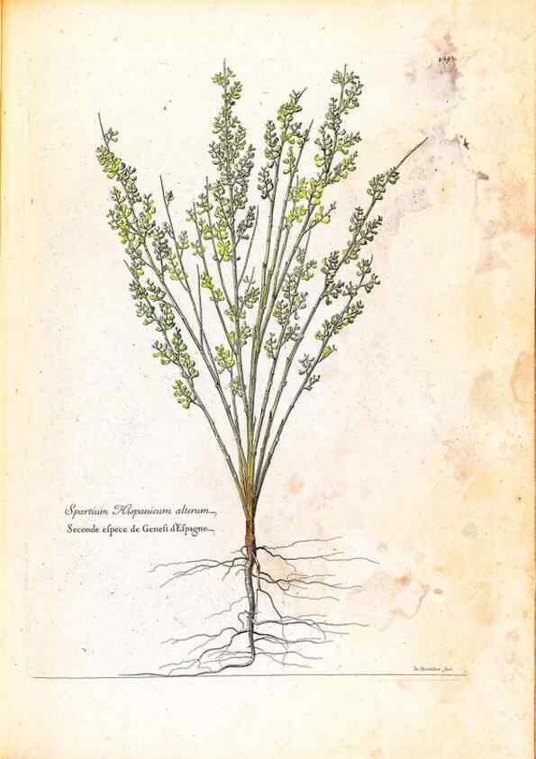Reproducción/Reproduction 48584349727: [Recueil des plantes dessinées et gravées par ordre du roi Louis XIV].. Paris :Impr. royale,1786. 
