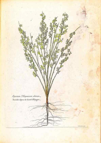 Reproducción/Reproduction 48584349727: [Recueil des plantes dessinées et gravées par ordre du roi Louis XIV].. Paris :Impr. royale,1786. 