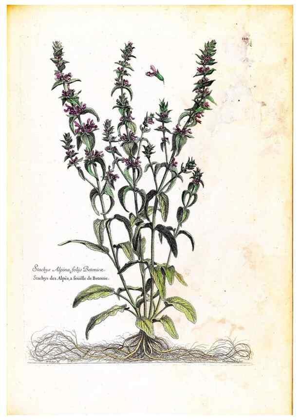 Reproducción/Reproduction 48584202991: [Recueil des plantes dessinées et gravées par ordre du roi Louis XIV].. Paris :Impr. royale,1786. 