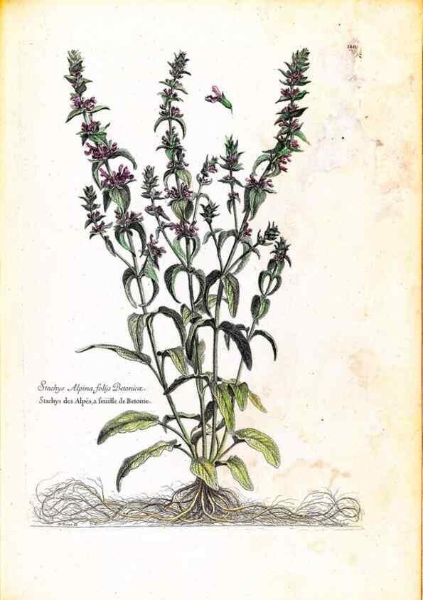 Reproducción/Reproduction 48584202991: [Recueil des plantes dessinées et gravées par ordre du roi Louis XIV].. Paris :Impr. royale,1786. 