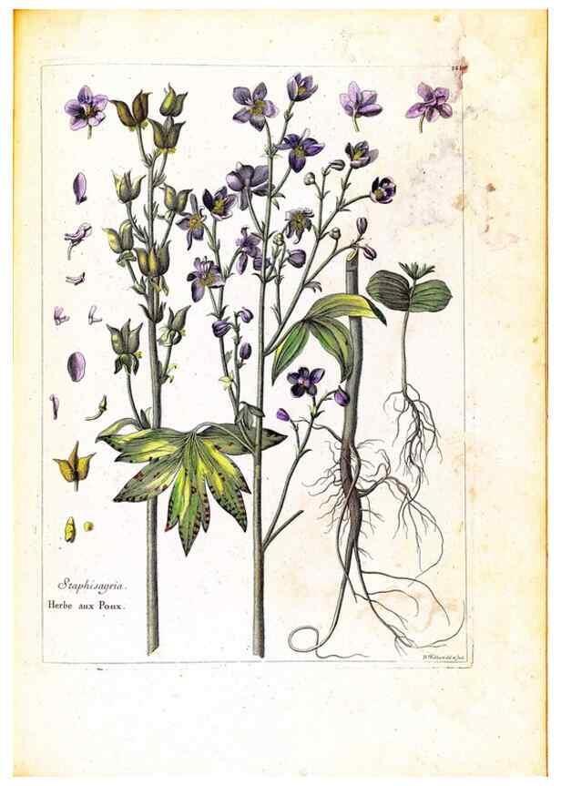 Reproducción/Reproduction 48584204081: [Recueil des plantes dessinées et gravées par ordre du roi Louis XIV].. Paris :Impr. royale,1786. 