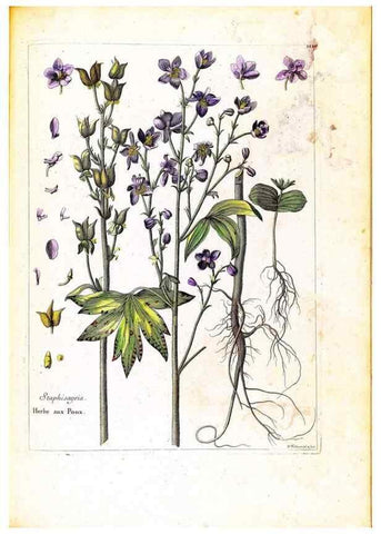 Reproducción/Reproduction 48584204081: [Recueil des plantes dessinées et gravées par ordre du roi Louis XIV].. Paris :Impr. royale,1786. 