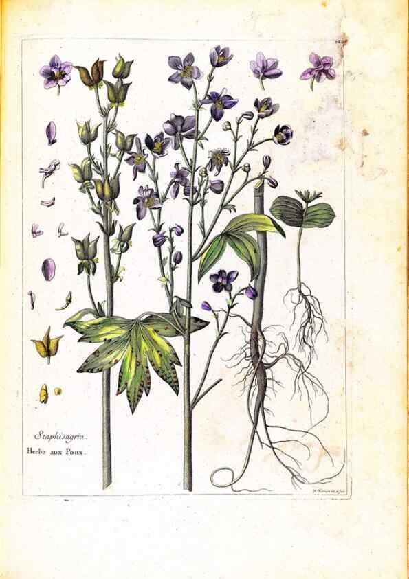 Reproducción/Reproduction 48584204081: [Recueil des plantes dessinées et gravées par ordre du roi Louis XIV].. Paris :Impr. royale,1786. 