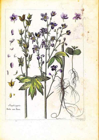 Reproducción/Reproduction 48584204081: [Recueil des plantes dessinées et gravées par ordre du roi Louis XIV].. Paris :Impr. royale,1786. 