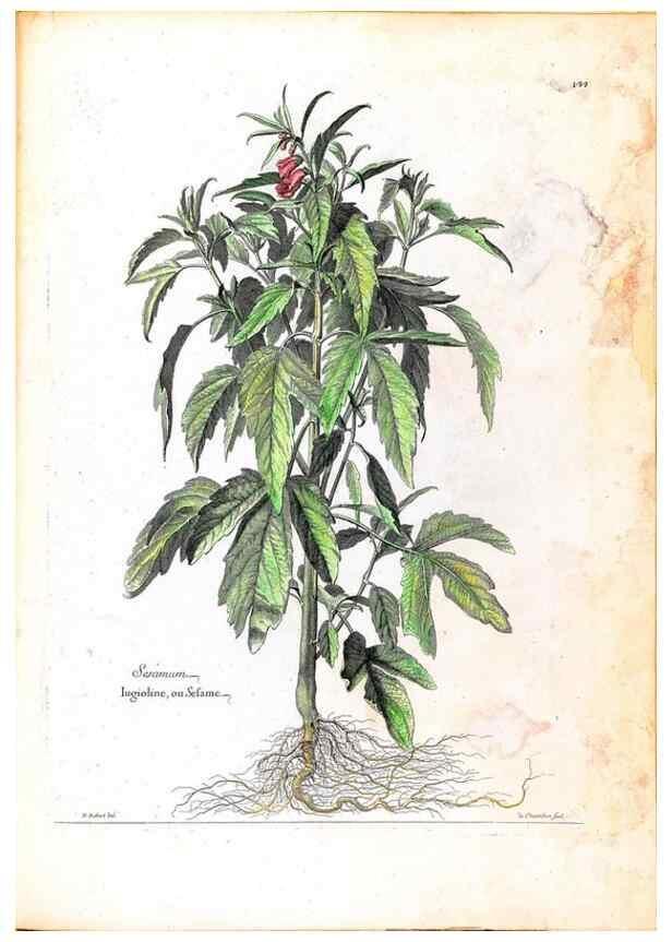 Reproducción/Reproduction 48584199236: [Recueil des plantes dessinées et gravées par ordre du roi Louis XIV].. Paris :Impr. royale,1786. 