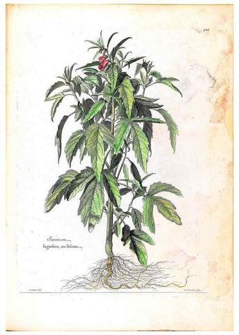 Reproducción/Reproduction 48584199236: [Recueil des plantes dessinées et gravées par ordre du roi Louis XIV].. Paris :Impr. royale,1786. 