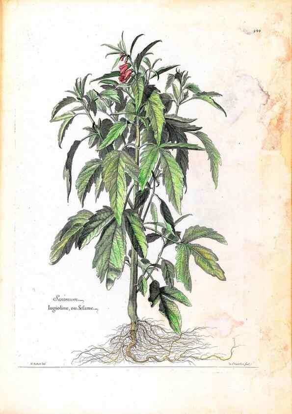 Reproducción/Reproduction 48584199236: [Recueil des plantes dessinées et gravées par ordre du roi Louis XIV].. Paris :Impr. royale,1786. 