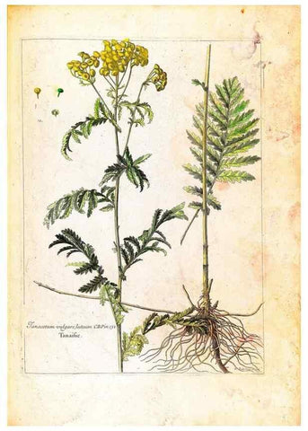 Reproducción/Reproduction 48584204751: [Recueil des plantes dessinées et gravées par ordre du roi Louis XIV].. Paris :Impr. royale,1786. 