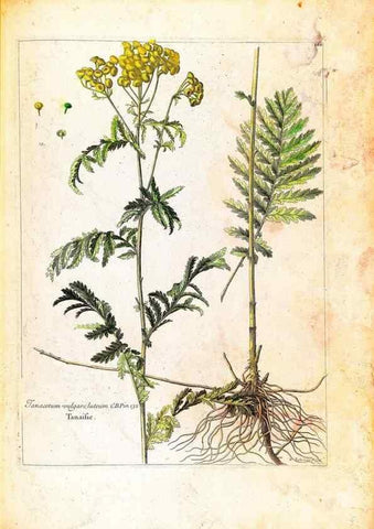 Reproducción/Reproduction 48584204751: [Recueil des plantes dessinées et gravées par ordre du roi Louis XIV].. Paris :Impr. royale,1786. 