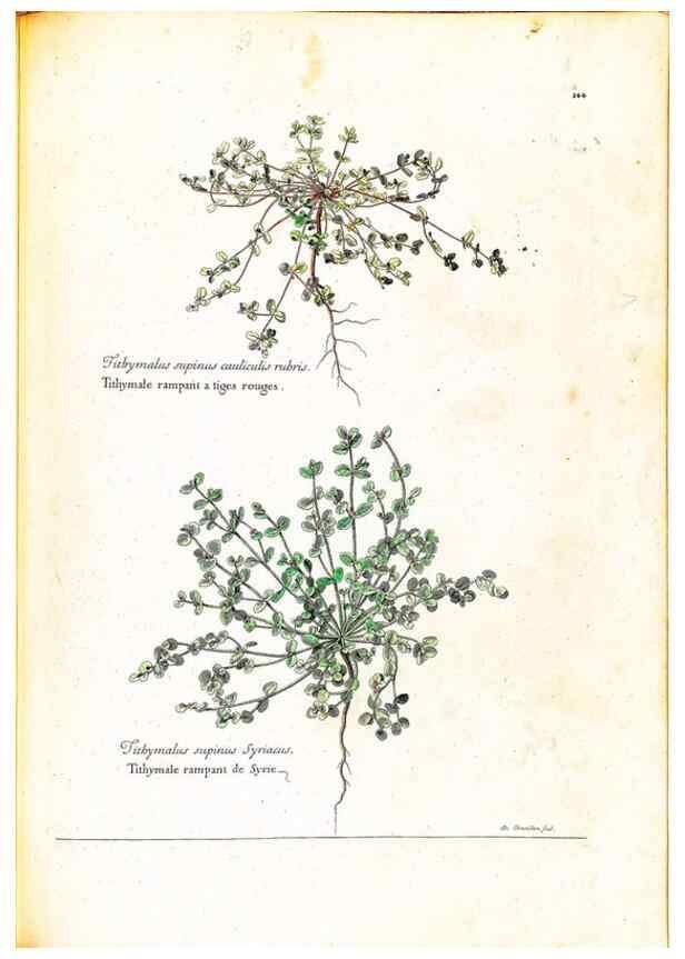Reproducción/Reproduction 48584353037: [Recueil des plantes dessinées et gravées par ordre du roi Louis XIV].. Paris :Impr. royale,1786. 