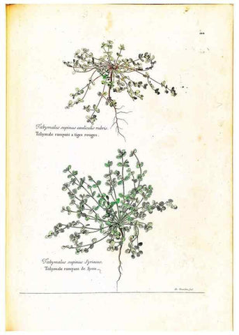 Reproducción/Reproduction 48584353037: [Recueil des plantes dessinées et gravées par ordre du roi Louis XIV].. Paris :Impr. royale,1786. 