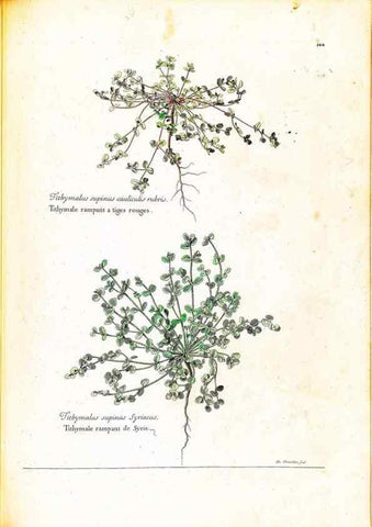 Reproducción/Reproduction 48584353037: [Recueil des plantes dessinées et gravées par ordre du roi Louis XIV].. Paris :Impr. royale,1786. 