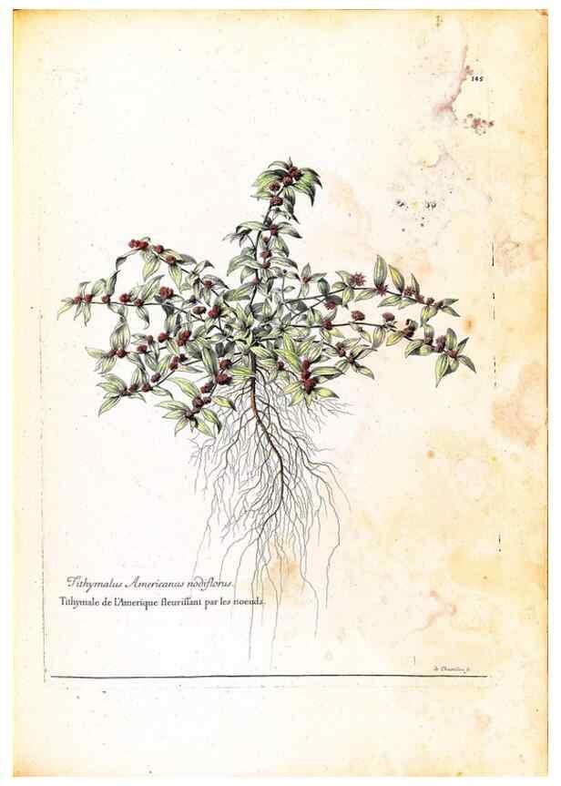 Reproducción/Reproduction 48584353612: [Recueil des plantes dessinées et gravées par ordre du roi Louis XIV].. Paris :Impr. royale,1786. 