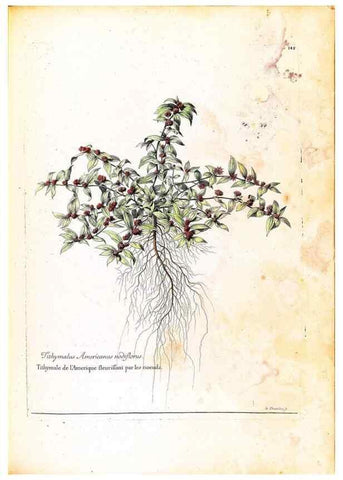 Reproducción/Reproduction 48584353612: [Recueil des plantes dessinées et gravées par ordre du roi Louis XIV].. Paris :Impr. royale,1786. 