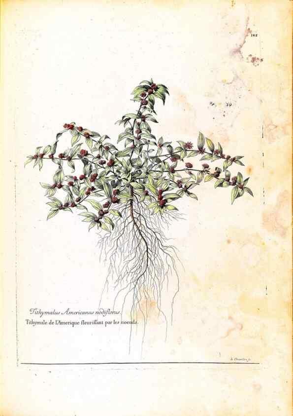 Reproducción/Reproduction 48584353612: [Recueil des plantes dessinées et gravées par ordre du roi Louis XIV].. Paris :Impr. royale,1786. 