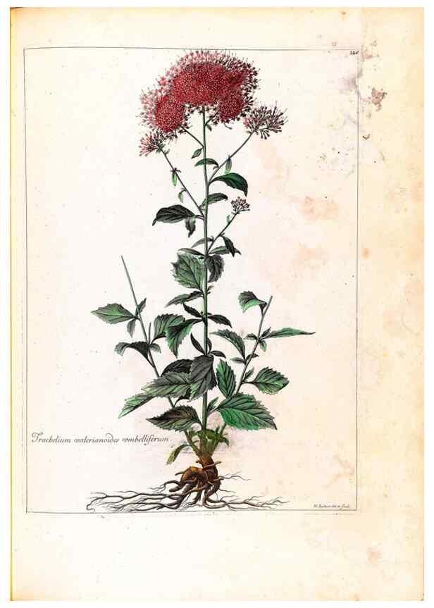 Reproducción/Reproduction 48584207116: [Recueil des plantes dessinées et gravées par ordre du roi Louis XIV].. Paris :Impr. royale,1786. 