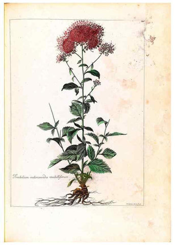 Reproducción/Reproduction 48584207116: [Recueil des plantes dessinées et gravées par ordre du roi Louis XIV].. Paris :Impr. royale,1786. 