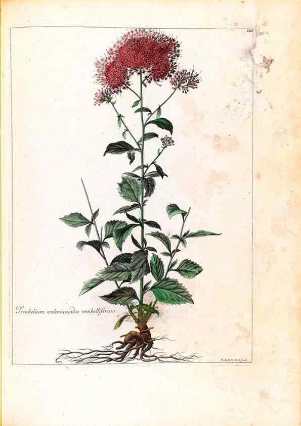 Reproducción/Reproduction 48584207116: [Recueil des plantes dessinées et gravées par ordre du roi Louis XIV].. Paris :Impr. royale,1786. 