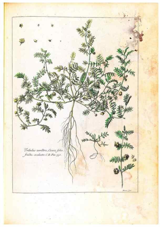 Reproducción/Reproduction 48584354972: [Recueil des plantes dessinées et gravées par ordre du roi Louis XIV].. Paris :Impr. royale,1786. 