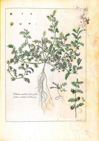 Reproducción/Reproduction 48584354972: [Recueil des plantes dessinées et gravées par ordre du roi Louis XIV].. Paris :Impr. royale,1786. 
