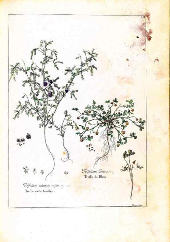 Reproducción/Reproduction 48584355777: [Recueil des plantes dessinées et gravées par ordre du roi Louis XIV].. Paris :Impr. royale,1786. 