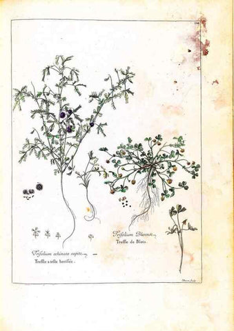 Reproducción/Reproduction 48584355777: [Recueil des plantes dessinées et gravées par ordre du roi Louis XIV].. Paris :Impr. royale,1786. 