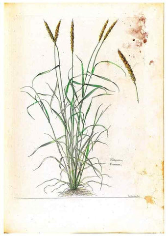 Reproducción/Reproduction 48584356307: [Recueil des plantes dessinées et gravées par ordre du roi Louis XIV].. Paris :Impr. royale,1786. 