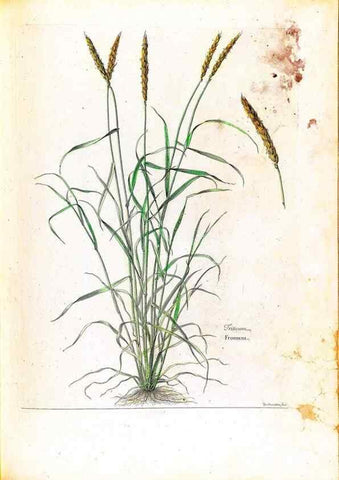 Reproducción/Reproduction 48584356307: [Recueil des plantes dessinées et gravées par ordre du roi Louis XIV].. Paris :Impr. royale,1786. 
