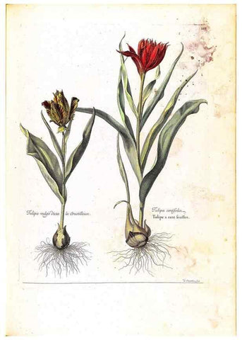 Reproducción/Reproduction 48584356887: [Recueil des plantes dessinées et gravées par ordre du roi Louis XIV].. Paris :Impr. royale,1786. 
