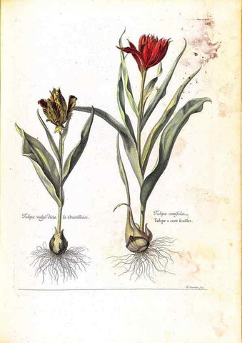 Reproducción/Reproduction 48584356887: [Recueil des plantes dessinées et gravées par ordre du roi Louis XIV].. Paris :Impr. royale,1786. 
