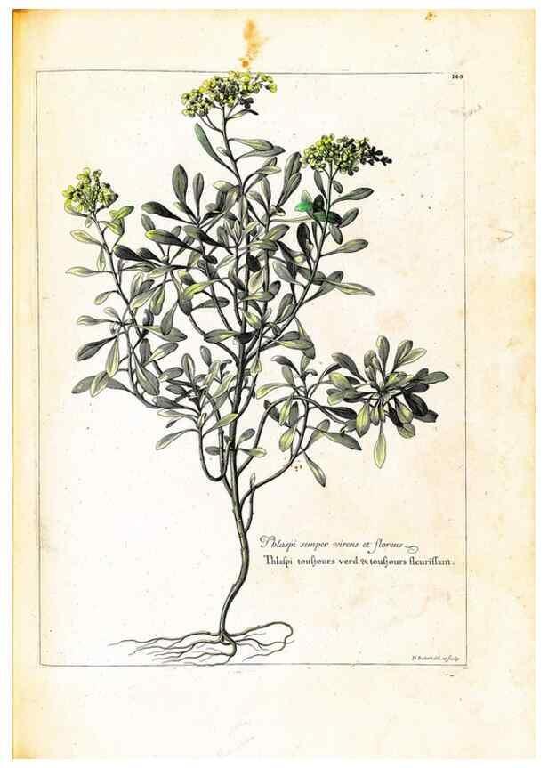 Reproducción/Reproduction 48584205396: [Recueil des plantes dessinées et gravées par ordre du roi Louis XIV].. Paris :Impr. royale,1786. 