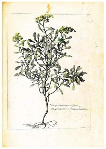Reproducción/Reproduction 48584205396: [Recueil des plantes dessinées et gravées par ordre du roi Louis XIV].. Paris :Impr. royale,1786. 