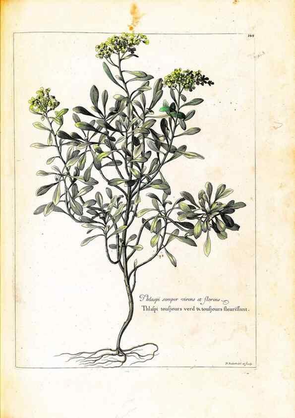 Reproducción/Reproduction 48584205396: [Recueil des plantes dessinées et gravées par ordre du roi Louis XIV].. Paris :Impr. royale,1786. 
