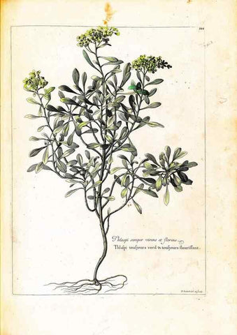 Reproducción/Reproduction 48584205396: [Recueil des plantes dessinées et gravées par ordre du roi Louis XIV].. Paris :Impr. royale,1786. 