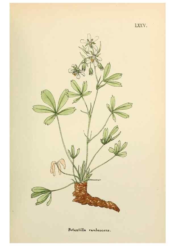 Reproducción/Reproduction 48591691986: Flowers of the Engadine.. Winchester,Printed for the Author by Warren and Son,1891.. 