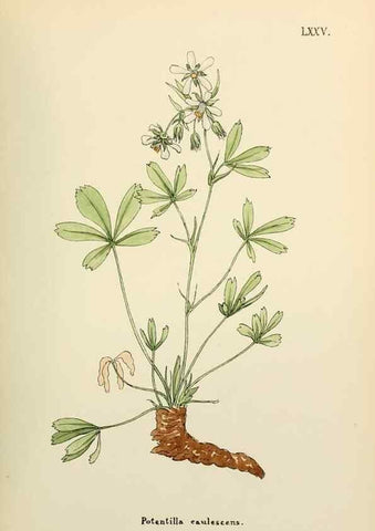 Reproducción/Reproduction 48591691986: Flowers of the Engadine.. Winchester,Printed for the Author by Warren and Son,1891.. 