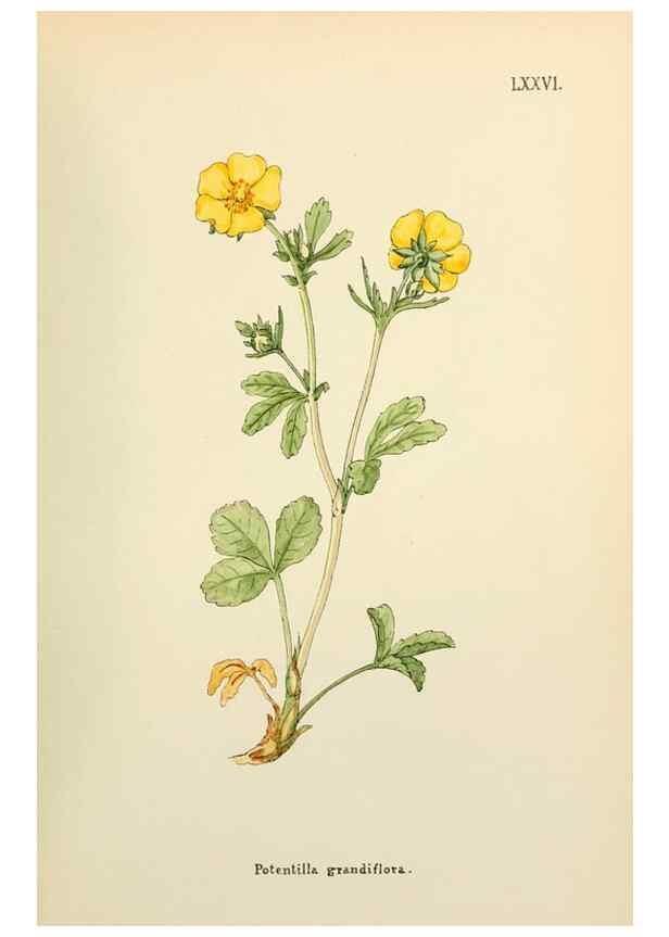 Reproducción/Reproduction 48591838027: Flowers of the Engadine.. Winchester,Printed for the Author by Warren and Son,1891.. 