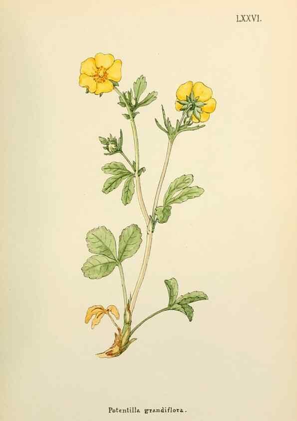 Reproducción/Reproduction 48591838027: Flowers of the Engadine.. Winchester,Printed for the Author by Warren and Son,1891.. 