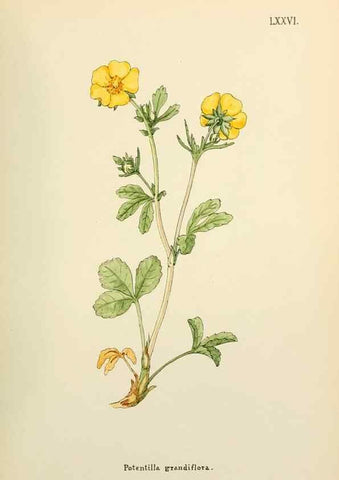 Reproducción/Reproduction 48591838027: Flowers of the Engadine.. Winchester,Printed for the Author by Warren and Son,1891.. 