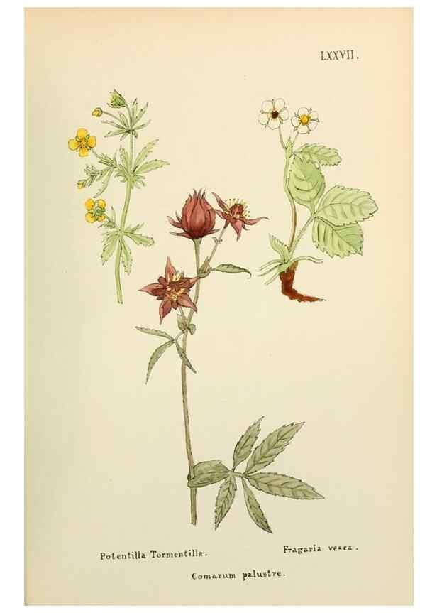 Reproducción/Reproduction 48591692906: Flowers of the Engadine.. Winchester,Printed for the Author by Warren and Son,1891.. 
