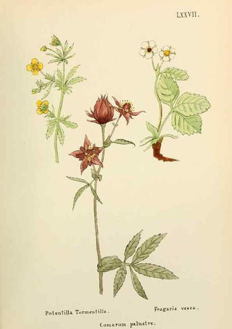Reproducción/Reproduction 48591692906: Flowers of the Engadine.. Winchester,Printed for the Author by Warren and Son,1891.. 