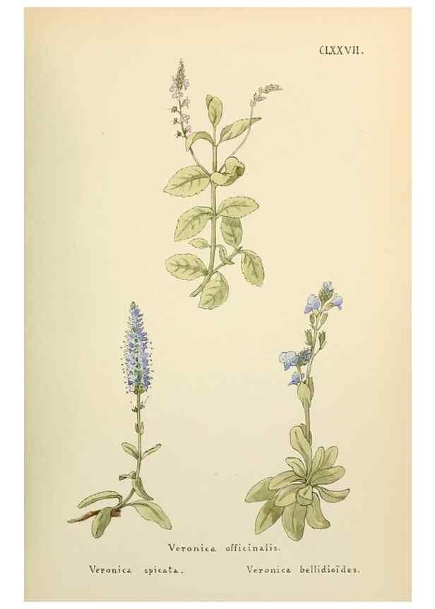 Reproducción/Reproduction 48591880662: Flowers of the Engadine.. Winchester,Printed for the Author by Warren and Son,1891.. 