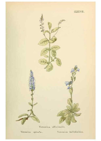 Reproducción/Reproduction 48591880662: Flowers of the Engadine.. Winchester,Printed for the Author by Warren and Son,1891.. 