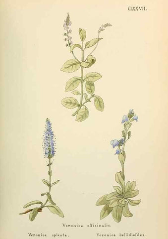 Reproducción/Reproduction 48591880662: Flowers of the Engadine.. Winchester,Printed for the Author by Warren and Son,1891.. 